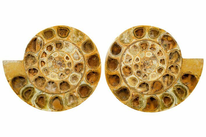 Cut & Polished Jurassic Ammonite (Perisphinctes) Fossil #364174
